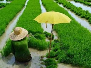 FAO Gıda Fiyat Endeksi ardı ardına ikinci ayda yükseldi