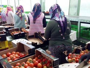 Manisa’dan Rusya’ya domates ihracatı başladı