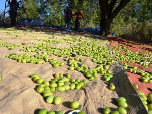 Zeytinyağından sonra sofralık zeytin ihracatı da artışa geçti