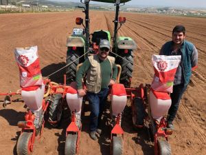 Manisa’da ’beyaz altın’ toprakla buluşuyor