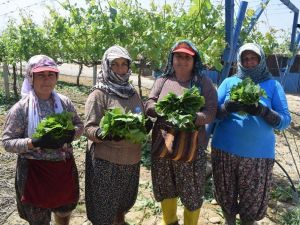 Asma yaprağı kadınların geçim kapısı oldu