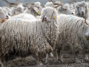 Tiftik, tarihinde en yüksek fiyatı gördü