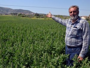 Çiftçinin yeni gözdesi: Kinoa