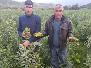 Bezelye üreticisi düşük fiyatlardan dertli