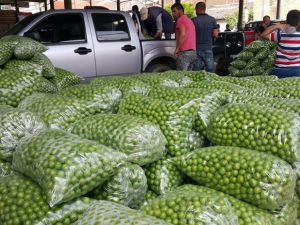 Erik piyasası 3,5 lira ile açıldı