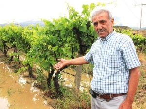 Sarıgöl’de bazı bağlar doludan zarar gördü