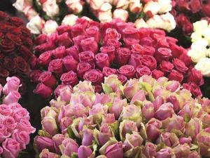 Eczacı Fidaner: “Gül suyu daha kusursuz bir cilde sahip olmanızı sağlar”