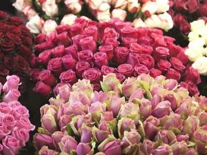 Eczacı Fidaner: “Gül suyu daha kusursuz bir cilde sahip olmanızı sağlar”