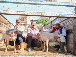 Gördesli çiftçilere küçükbaş hayvan desteği