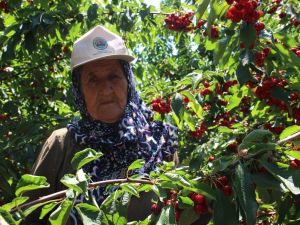 Çiftçinin beklentisi mazot ve gübre fiyatlarının düşmesi