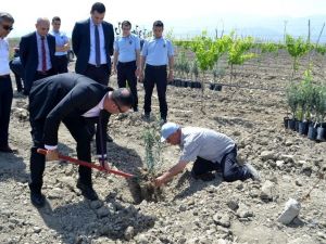 Cezaevi’nde Afrin Şehitleri anısına zeytin fidanı dikildi