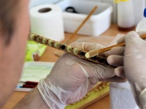 “Ramazan ayında enerjinizi arı ürünleri ile koruyun”