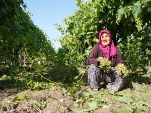 Manisa’daki dolu yağışı üzüm bağlarına zarar verdi