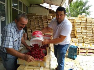 Selendili kiraz üreticileri tedirgin