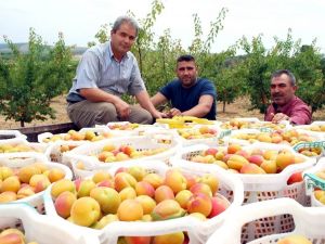 Kayısıda bu yıl rekolte de fiyatlar da beklentiyi karşılamadı