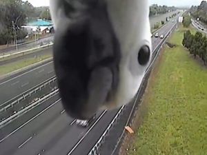 Meraklı papağan hız kamerasına takıldı