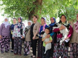 Kırsalın ilacı