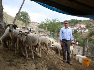 Göçten vazgeçip hayvancılığa başladılar