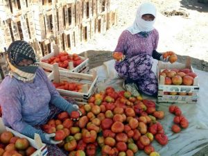 Manisa’da yerli domateste hasat zamanı