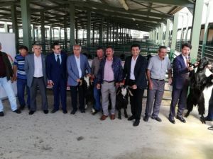Çiftçilere ’Honamlı cinsi teke’ dağıtıldı