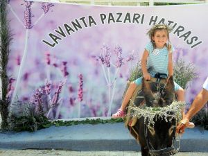 Seferihisar’da lavanta rüzgarı
