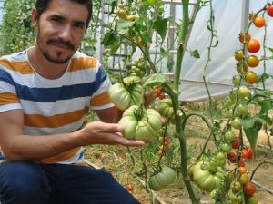 Yetiştirdikleri tarımsal ürünler okullarına gelir olarak dönüyor