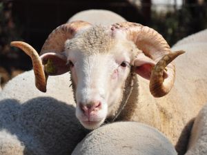 Kurban kesim işlemlerinin esasları belirlendi