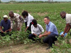 Türk Pamuğu Mozambik’te de yetişecek
