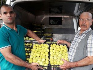 Ödemiş inciri bir kaç güne tezgahlarda