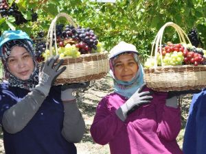 Üzümde ihracat erken başlıyor