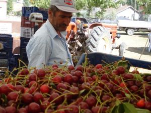 Üreticiyi, kirazdan sonra vişne de üzdü