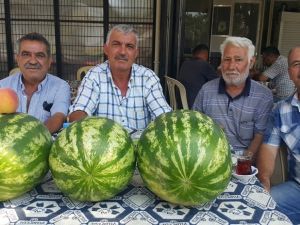 Ödemiş karpuzunun fiyatları düşük, üreticinin morali bozuk