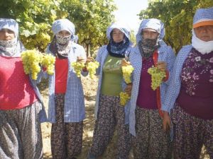 Superior üzümünün ihracat yolculuğu başlıyor