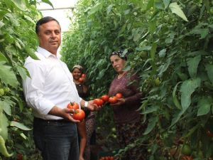 Çal’da 3 yıl önce başlatılan örtü altı seracılık meyvelerini vermeye başladı