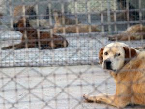 Geçici Hayvan Bakımevi hizmete açıldı
