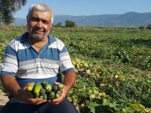Turşuluk salatalık üreticisi yeni ürün arayışında