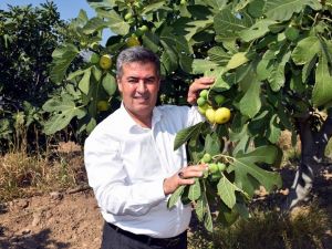 Taze incirin başkentinde hasat erken başladı
