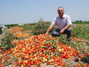 Salçalık domatesin ekimi yüzde 50 düştü