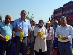 Buldan’da sezonun ilk üzüm hasadı