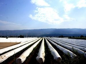 Sarıgöl’de üzüm bağları örtü altına alınmaya devam ediyor