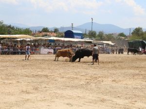 Muğla’da boğalar kıran kırana güreşti