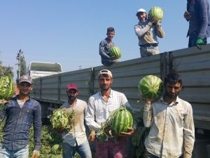 Geçen yıl tarlada kalan meşhur Ödemiş karpuzu bu yıl 55-60 kuruştan satılıyor