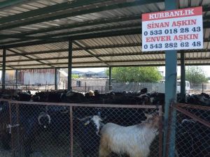 Kurban pazarı hareketlendi