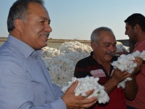 Türkiye’nin pamuk ambarı Söke’de ilk pamuk hasadı yapıldı