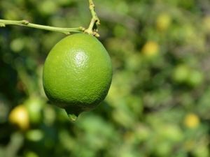 Dalaman TİGEM’de limon ihalesi
