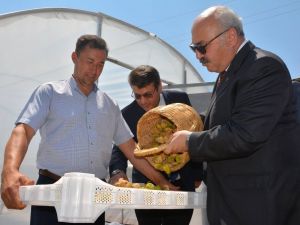 Kaliteli incir için devlet destekleri sürüyor