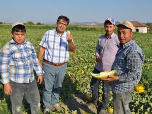 Kırkağaç’ta kavun hasadı başladı