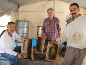 Muğla çam balı tescillendi