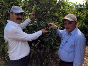 Narenciye üretiminde Akdeniz meyve sineğiyle mücadelede destek
