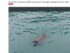 Denizde yüzerken bulunan danayı Haluk Levent satın aldı